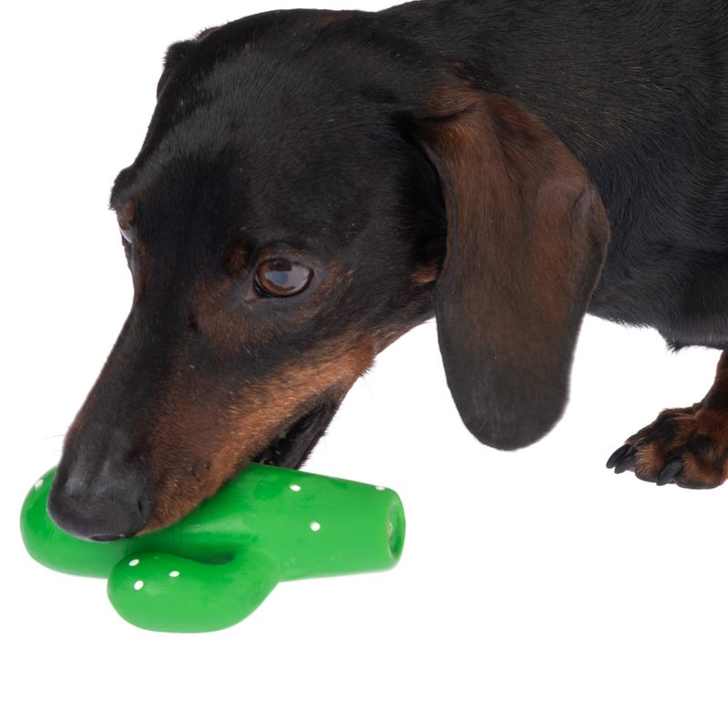 Jouet TIAKI Cactus Latex pour chien