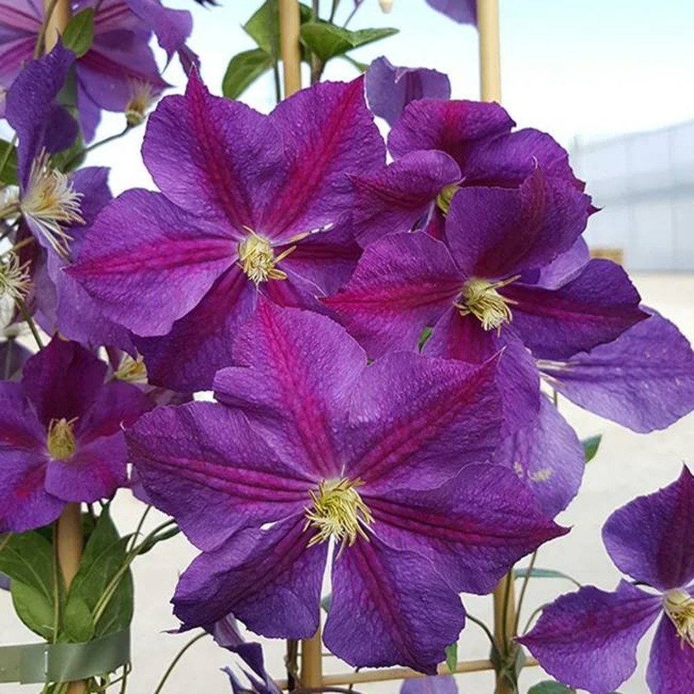 Clématite 'star of india' - clematis jackmanii 3l