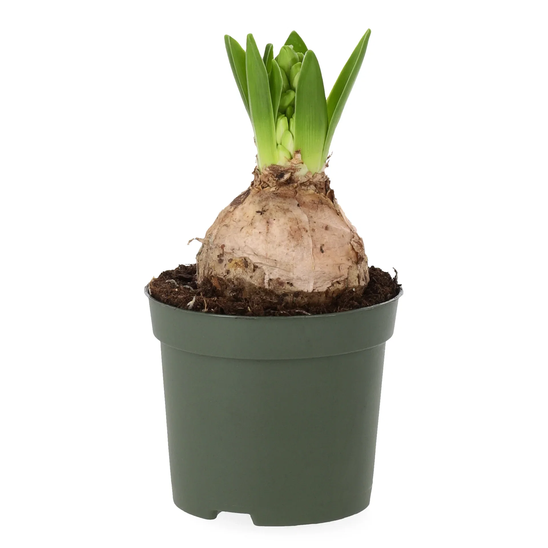 Hyacinthus orientalis Svibel Omkrets 19 cm