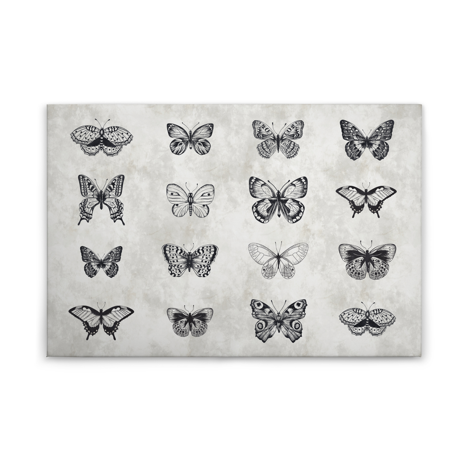 Leinwandbild SCHMETTERLINGE - grau-schwarz - 90x60 cm