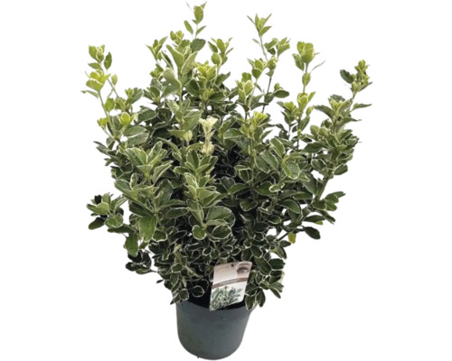 Japanse kardinaalsmuts FloraSelf Euonymus japonicus 'Katy' H 50-60 cm Co 10 L bossig