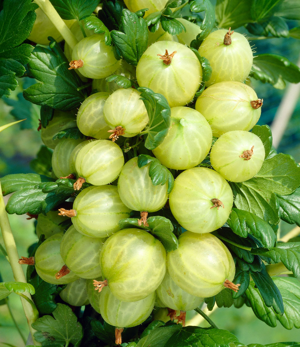 Säulen-Stachelbeeren Kollektion