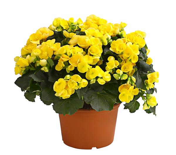 Elatior-Begonie - Begonia elatior, Busch,
