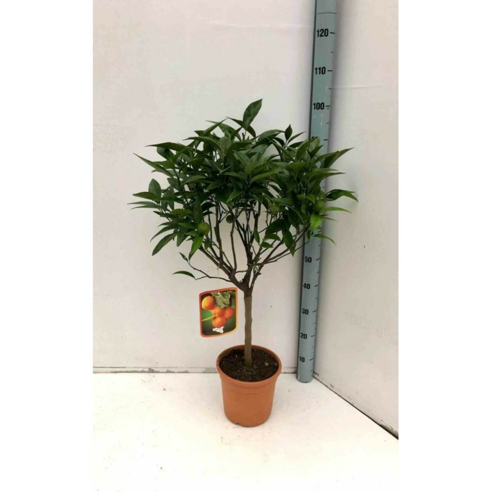 Citrus clementina (syn. Citrus reticulata) taille pot 230l - 175/200cm - peri 50/60