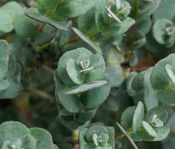 Eukalyptus, Busch
