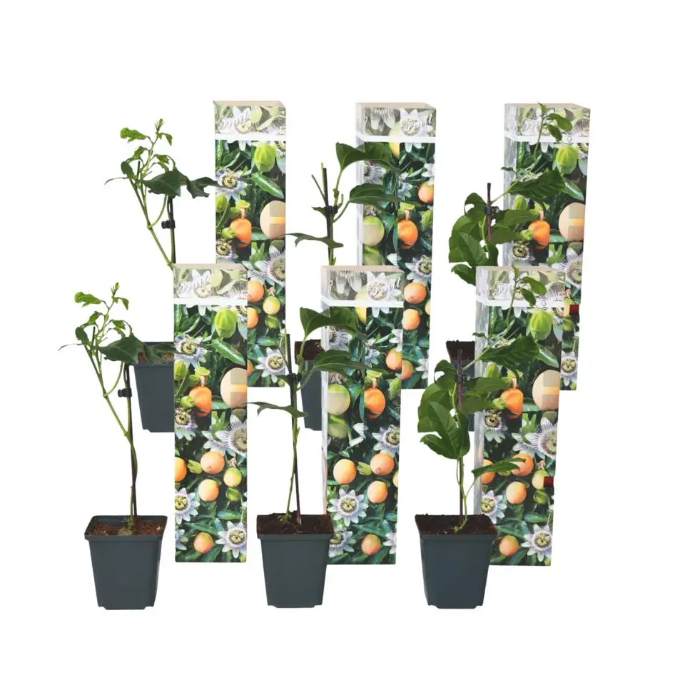 Passiebloem - Set van 6 - Passiflora edulis 'Frederick' - Hoogte 25-40cm - ⌀9cm