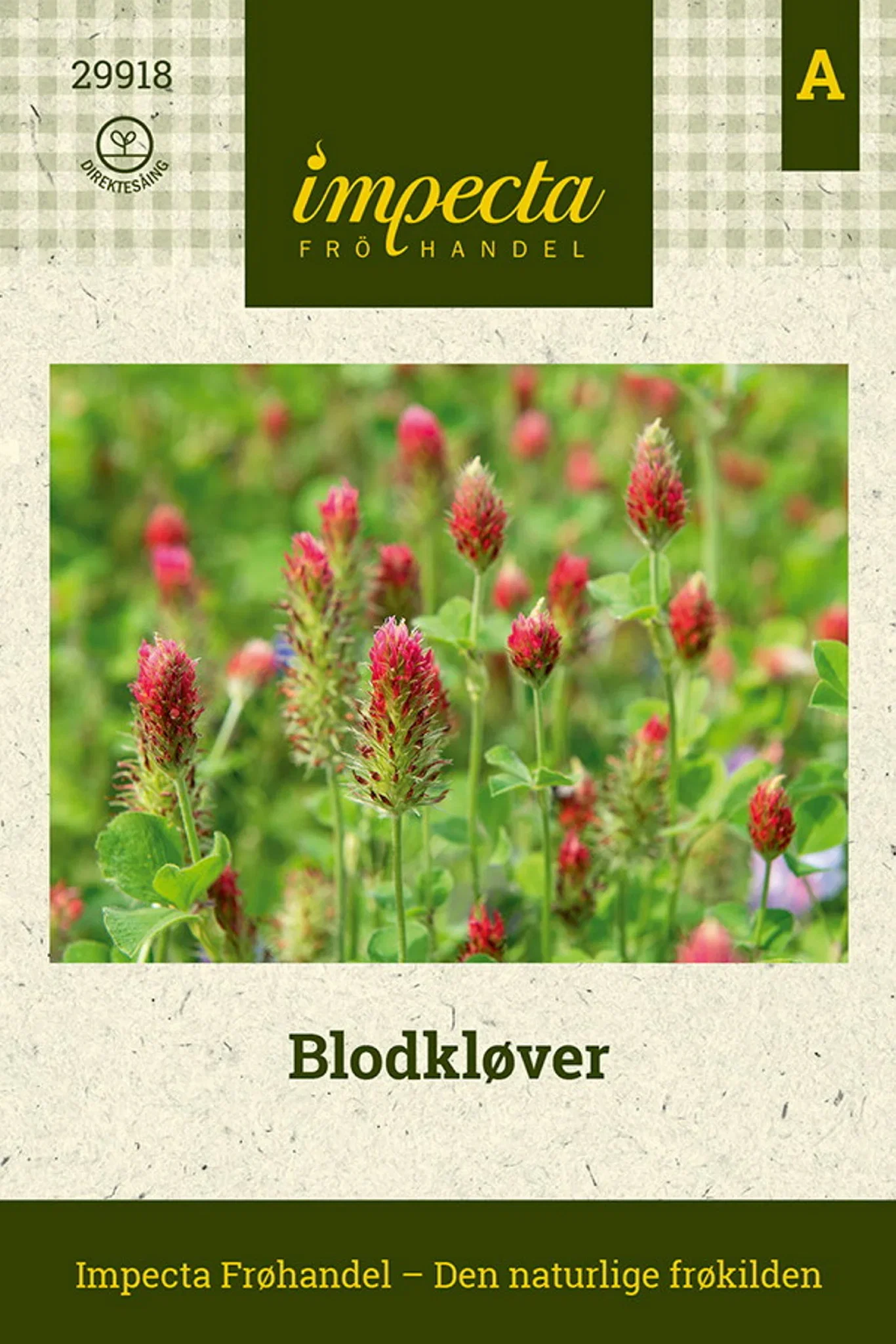 Trifolium incarnatum Blodkløver