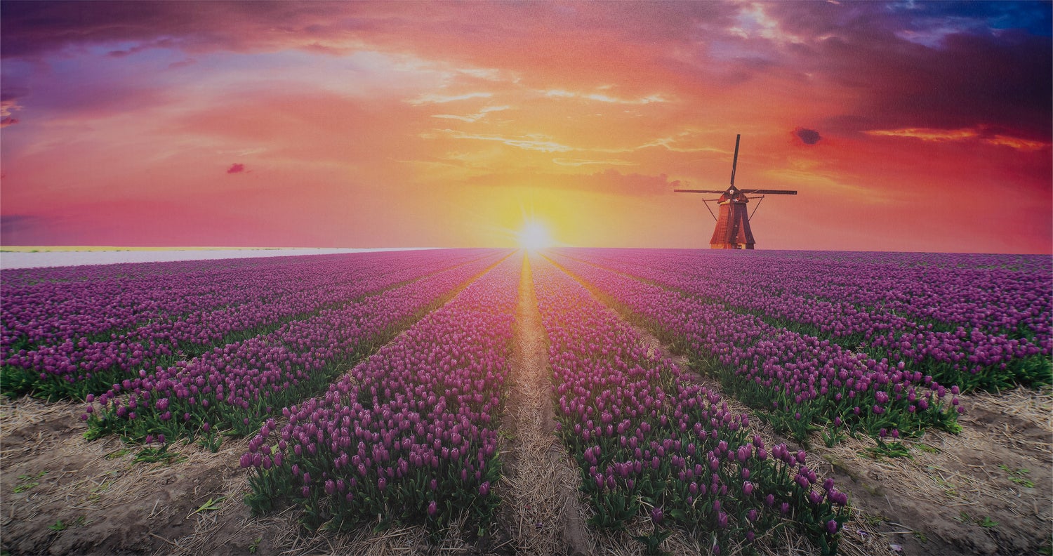 Intratuin tuinschilderij Canva tulpen 70 x 50 cm