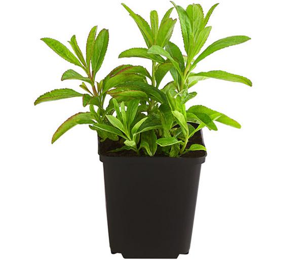 Bio Ähriger Ehrenpreis 'Ulster Dwarf Blue'