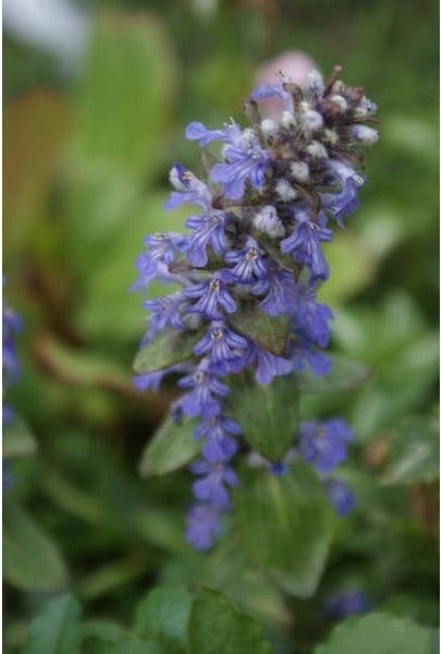Kruipend Zenegroen (Ajuga reptans) D 9 H 10 cm