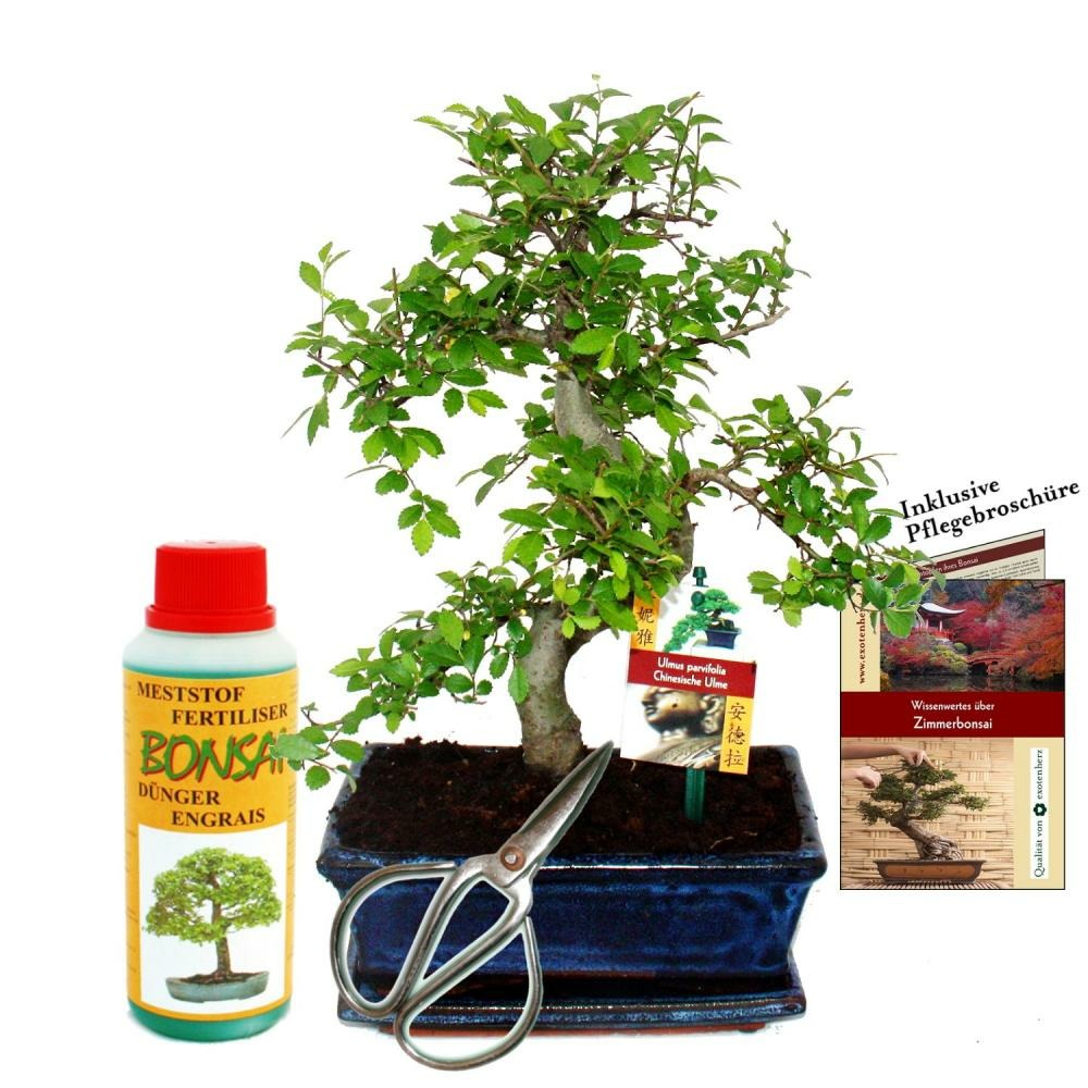 Coffret bonsaï bonsaï 