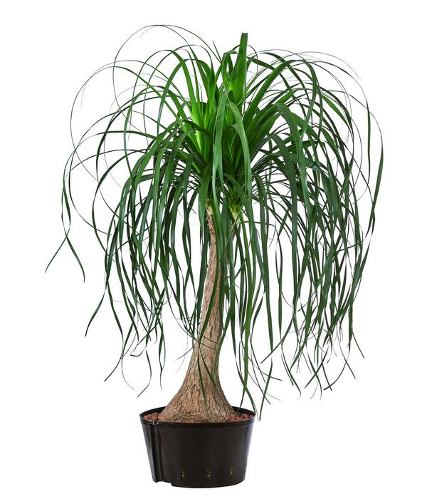 Elefantenfuß - Beaucarnea recurvata,