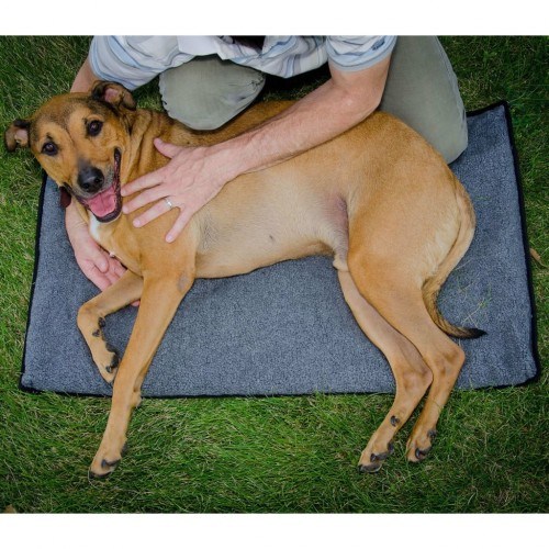 Tapete cinza para alongamento de cães