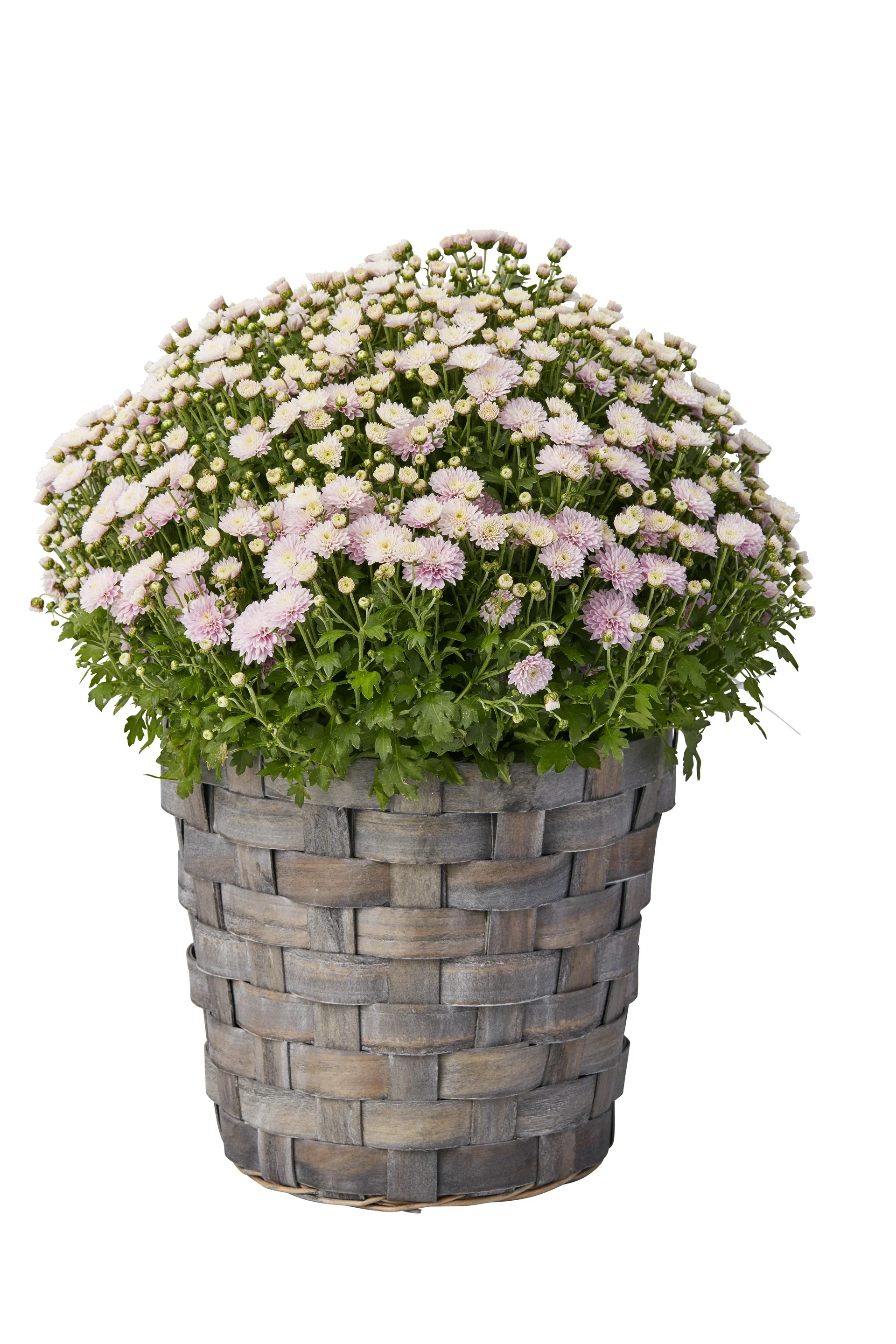 Chrysanthemum x morifolium Frilandskrysantemum 'Magnum' Ø27 cm