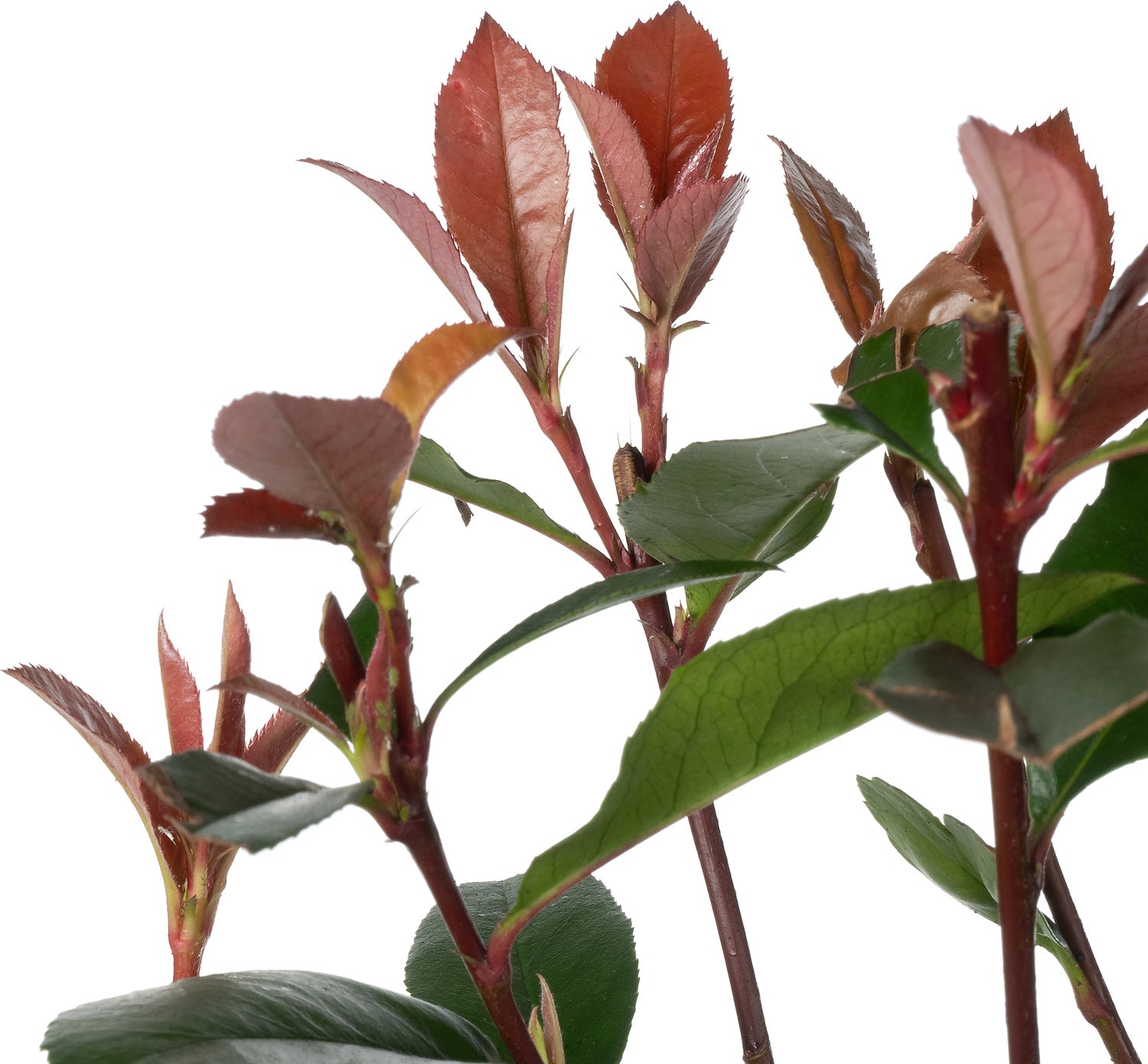 Glansmispel (Photinia x fraseri 'Carré Rouge') D 18 H 40 cm
