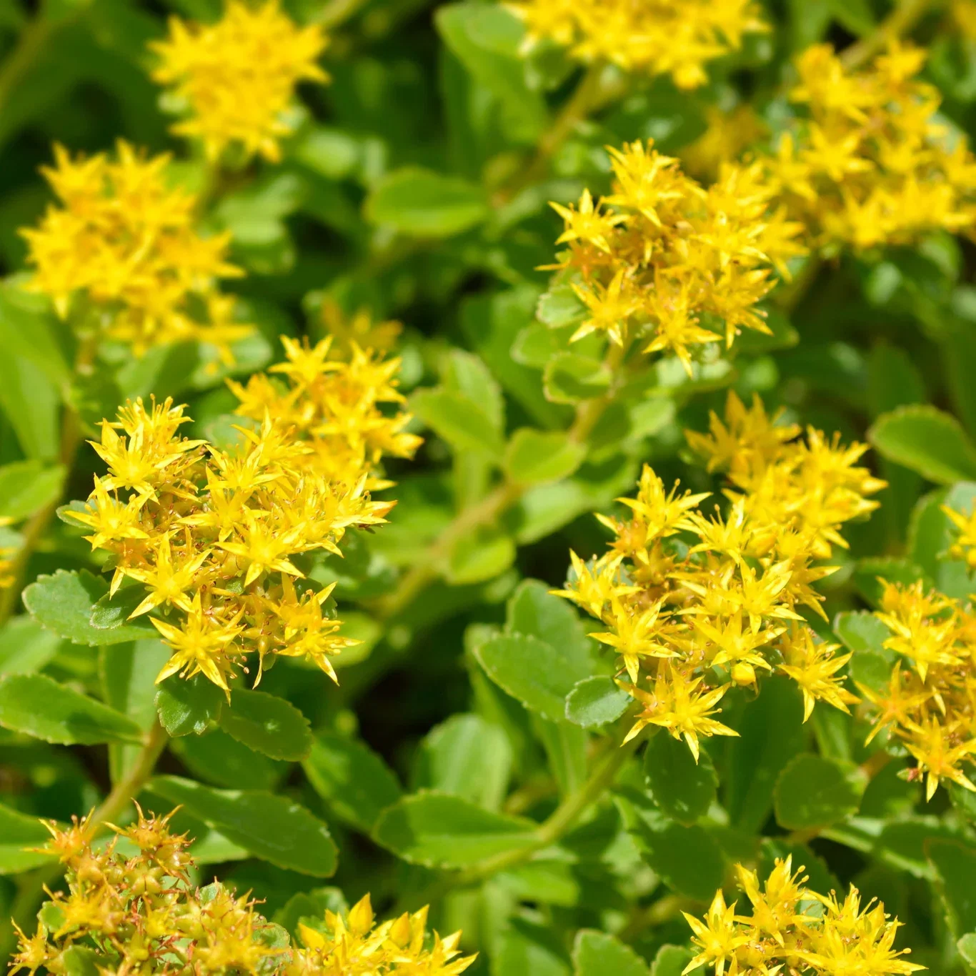 Phedimus floriferus 'Weihenstephaner Gold' Blomsterbergknapp 'Weihenstephaner Gold' Ø11 cm