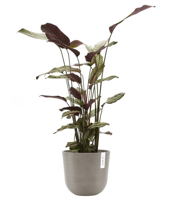 Ecopots Kunststoff-Topf Oslo mit Wassersystem,