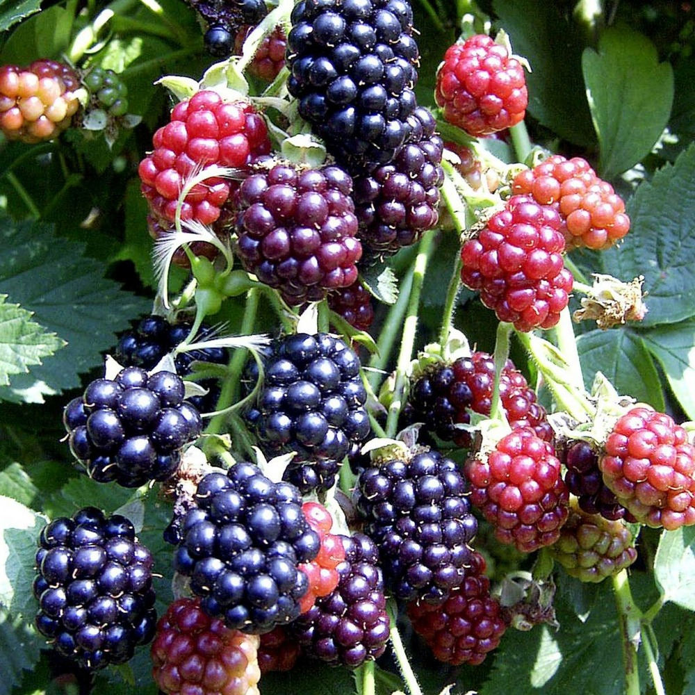 Mûre fruticosus thornfree bio/rubus fruticosus thornfree[-]pot de 3l - ab