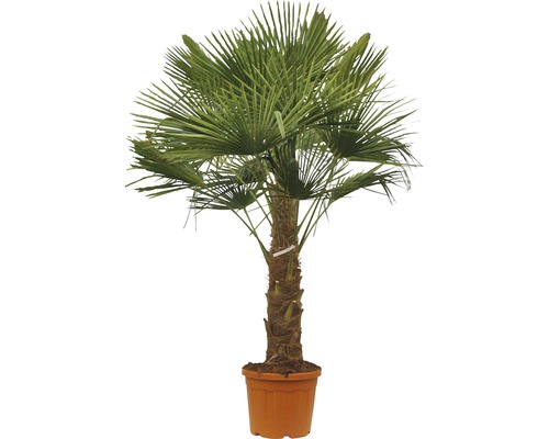 Henneppalm FloraSelf Trachycarpus fortunei Stamhoogte 30-40 cm Totale hoogte 110-120 cm Ø 34 cm Pot Verdicht