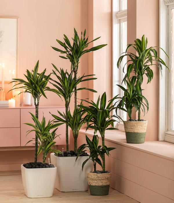 LECHUZA® QUADRO LS, All-in-One-Set