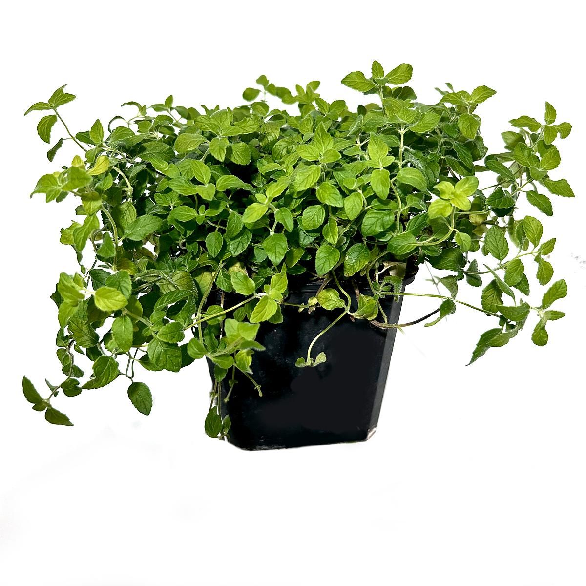SMART GREENS BANANENMINZE getrocknet, 60g