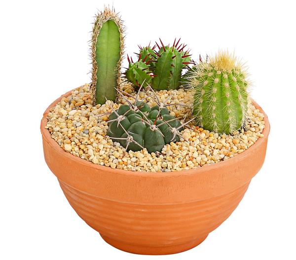 Pflanzenmix Kakteen-Quartett - Cactaceae, 4