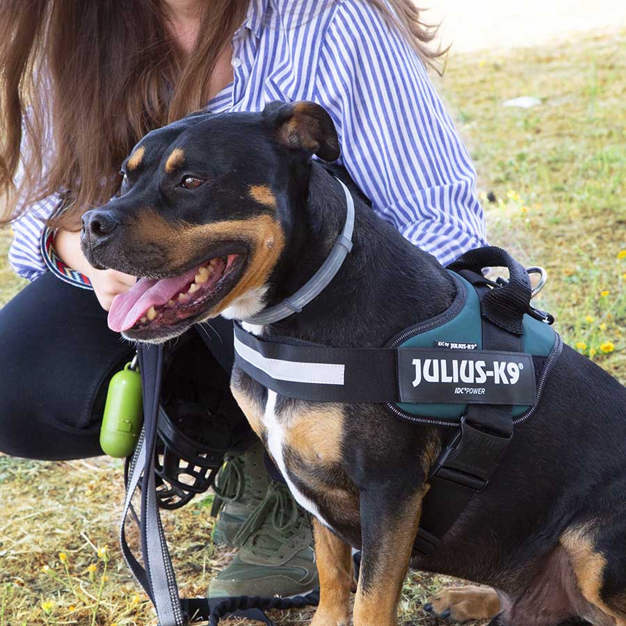 Coleira para cães Julius K-9 IDC verde