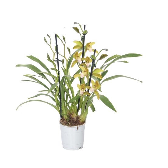 CYMBIDIUM TIGER TAIL 3 TIGES D12 H50