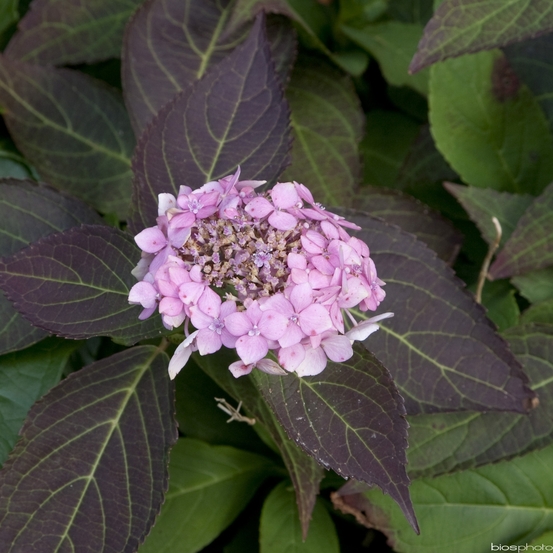 Hydrangea 'Gracioza', ctr 3 L