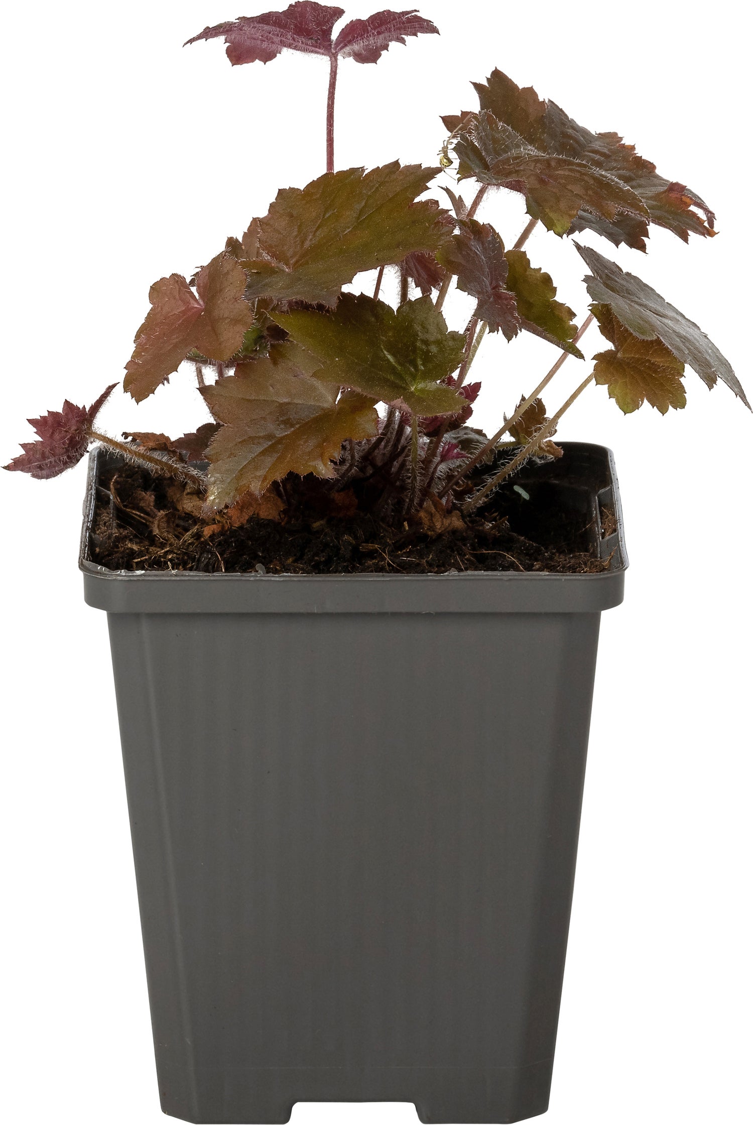 Purperklokje (Heuchera micrantha 'Palace Purple') D 9 H 10 cm