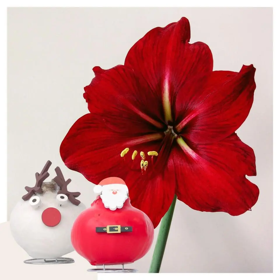 Amaryllis - Set van 2 - Hippeastrum 'Wax special Santa Mix'