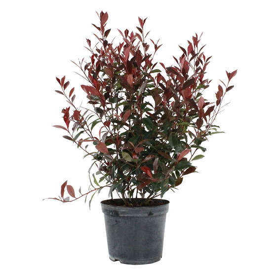 Photinia x fraseri ' Carré Rouge ': pot 10L