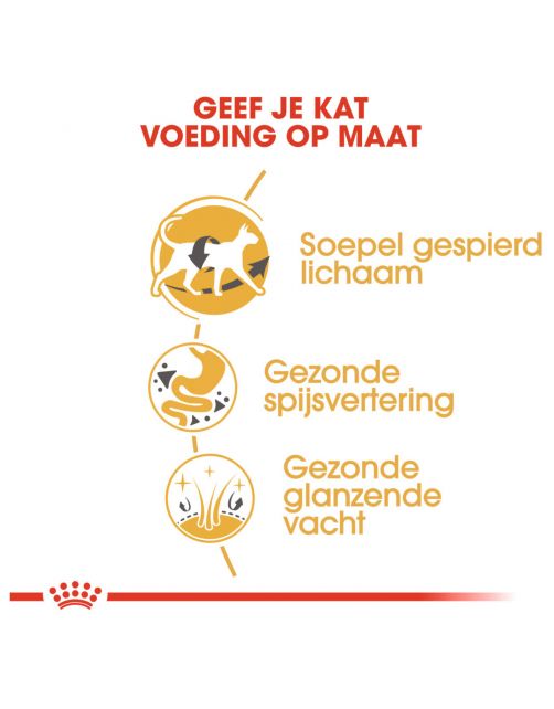 Royal Canin Siamese Adult - Kattenvoer