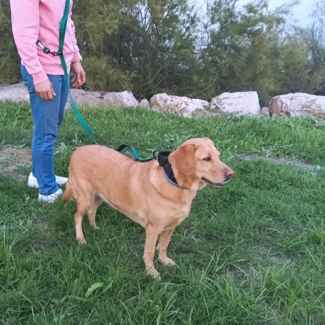 Guia para cães EGV com múltiplas posições e alça dupla de neoprene. Guia para cães que permite o uso com as mãos livres, 2,5 metros de comprimento. (Verde garrafa)