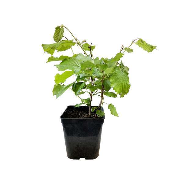 Noisetier 'Webb's Prize Cob':pot 5L