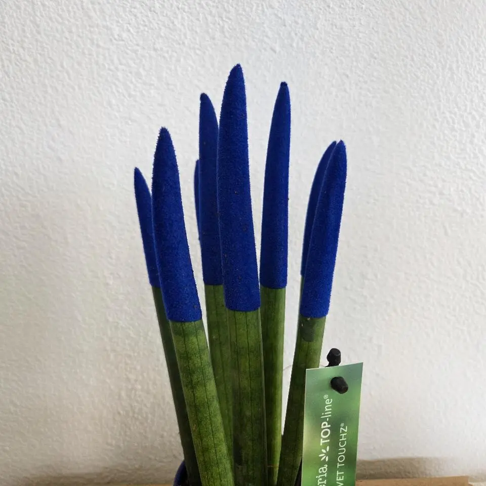 Afrikaanse Speerplant - Sansevieria cylindrica - Hoogte 20-40cm - Pot 9cm