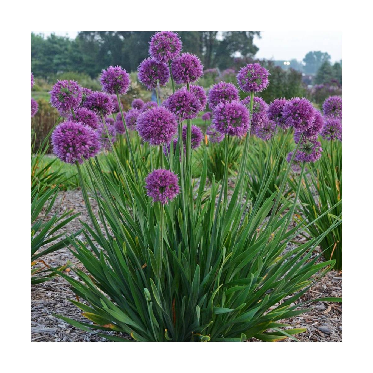 Ail d'ornement lavender bubbles/allium x 'lavender bubbles'[-]godet
