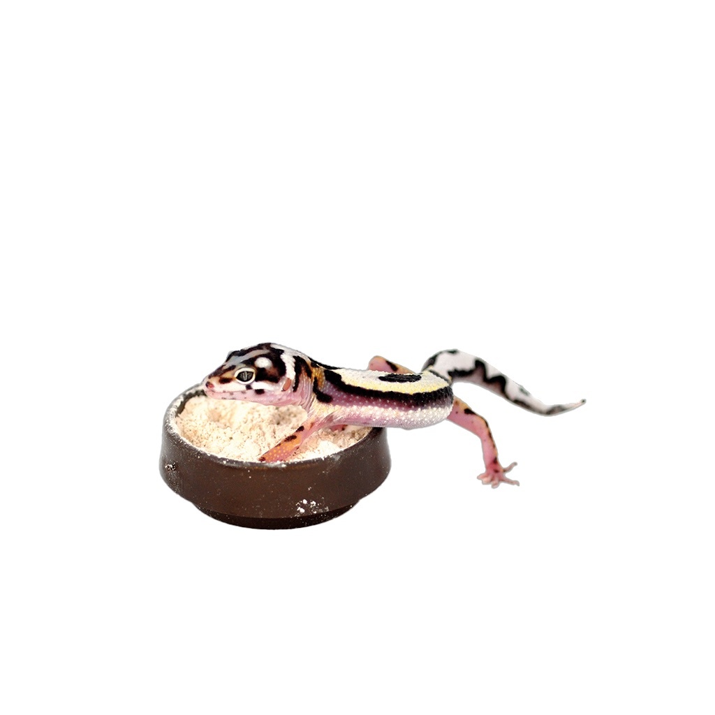 Habistat Calciumschaal voor Reptielen en Amfibieën