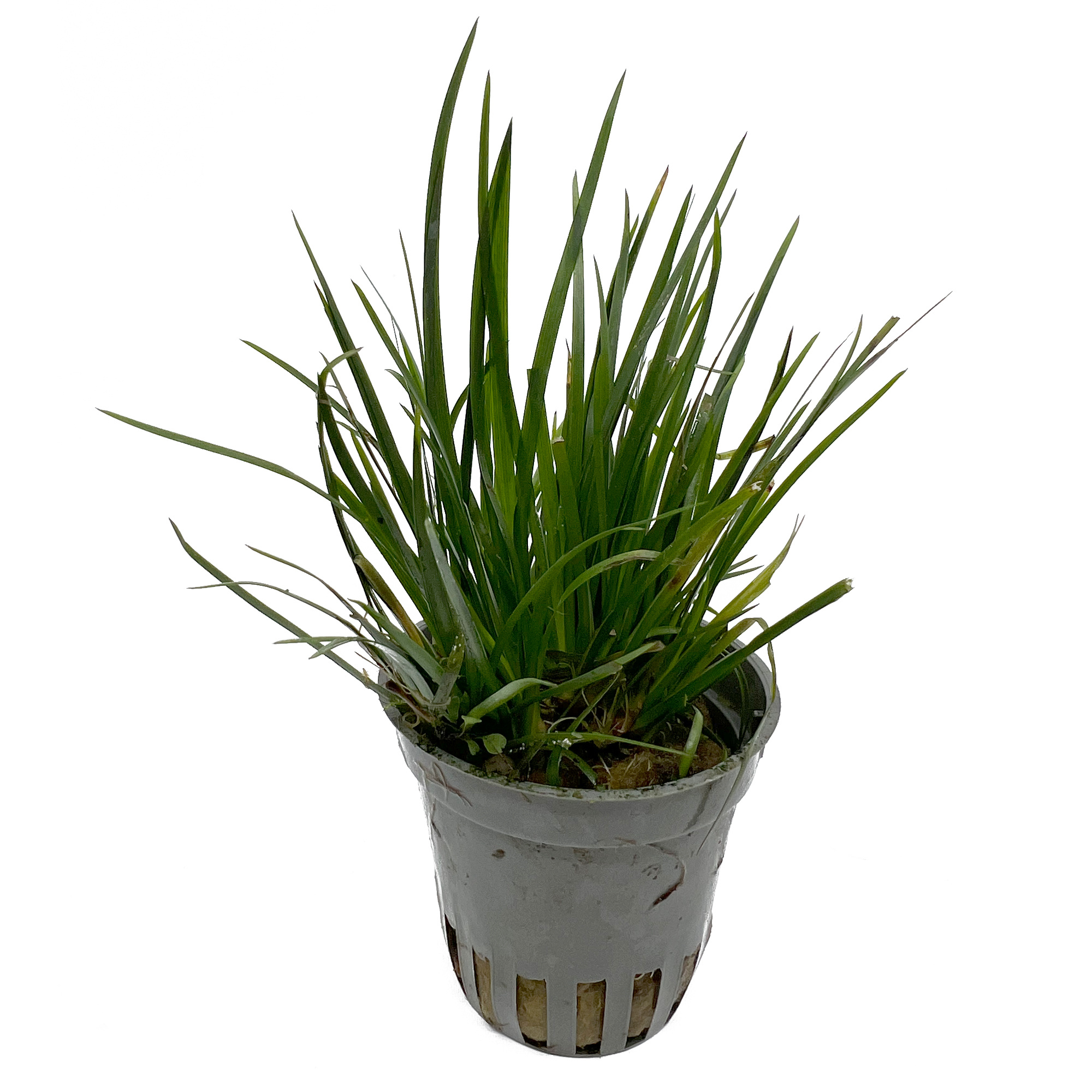 Waterplant Acorus gramineus var. Pusillus 5 cm in pot