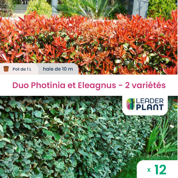 Duo de lauriers rouge et argent - 2 variétés - lot de 12 plants en pot de 1 l