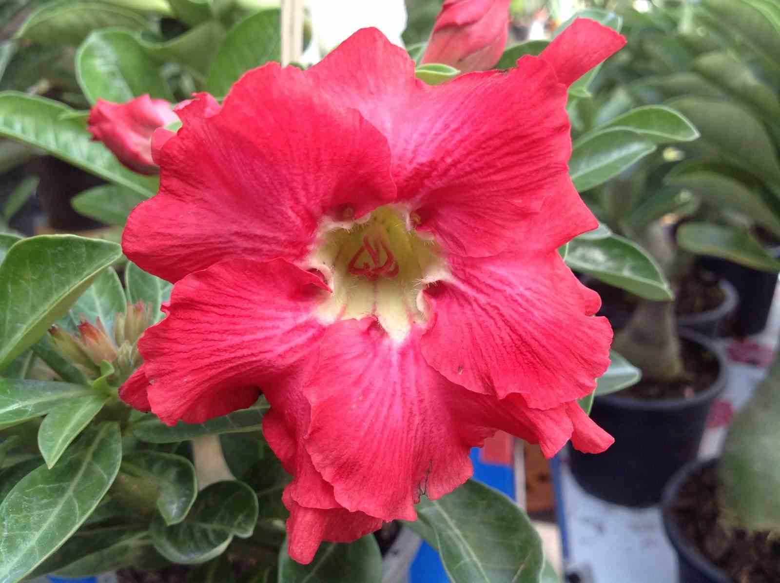 Adenium obesum cv.phubet red rouge - taille caudex d'environ 2000g 25/30cm très gros caudex