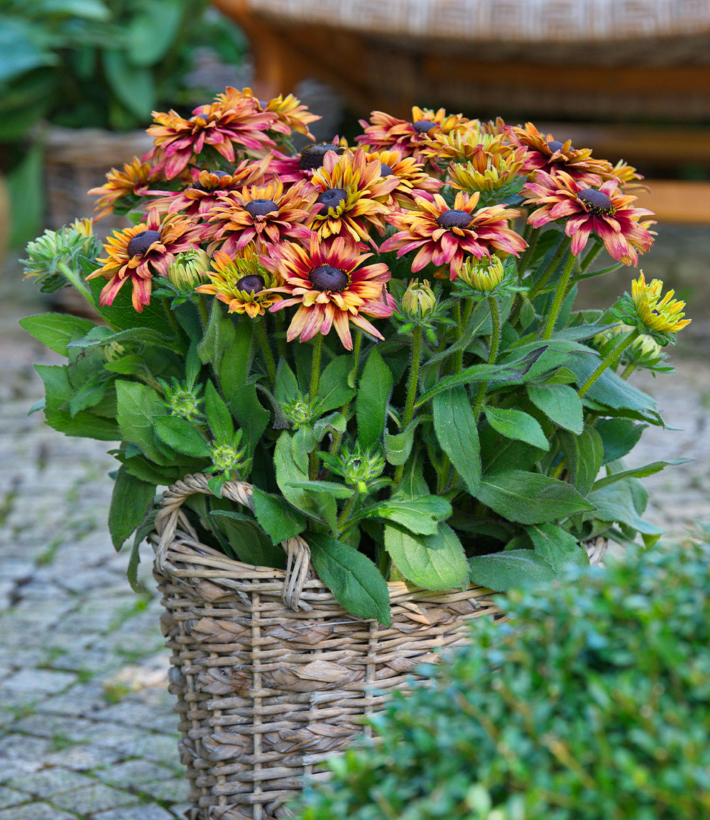 Rudbeckia 'Sunbeckia Cherry'