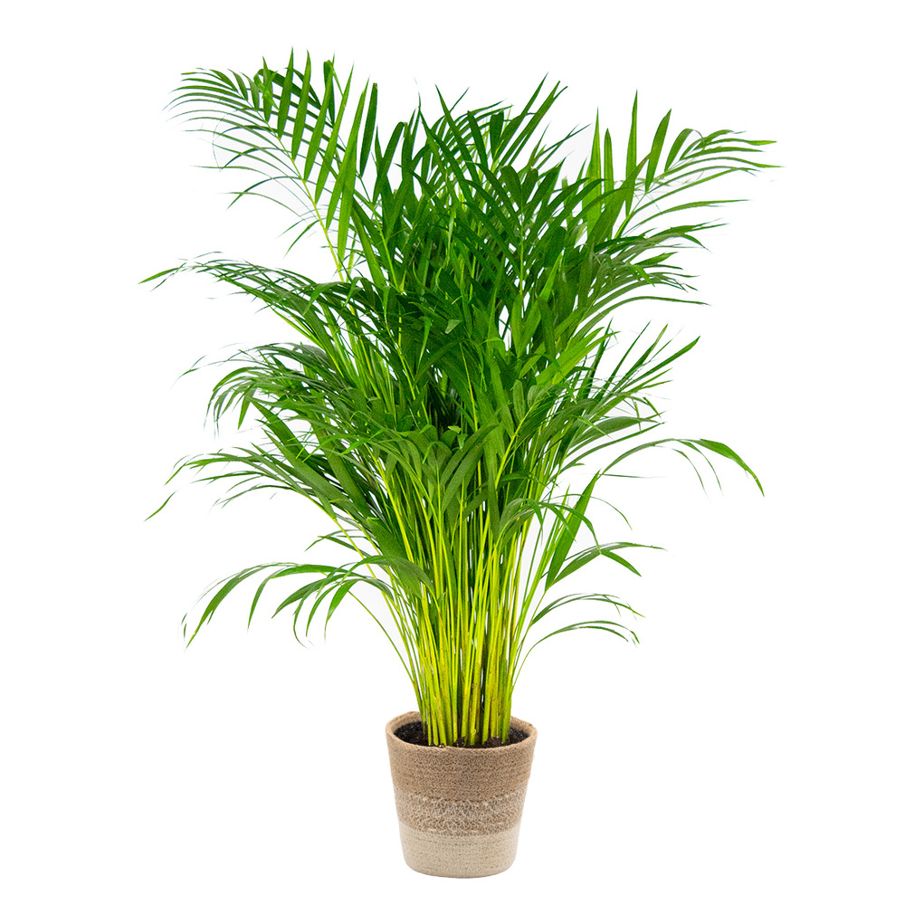 Dypsis lutescens incl. Panier nea - golden palm - facile d'entretien - ⌀21 cm - ↕100-110 cm