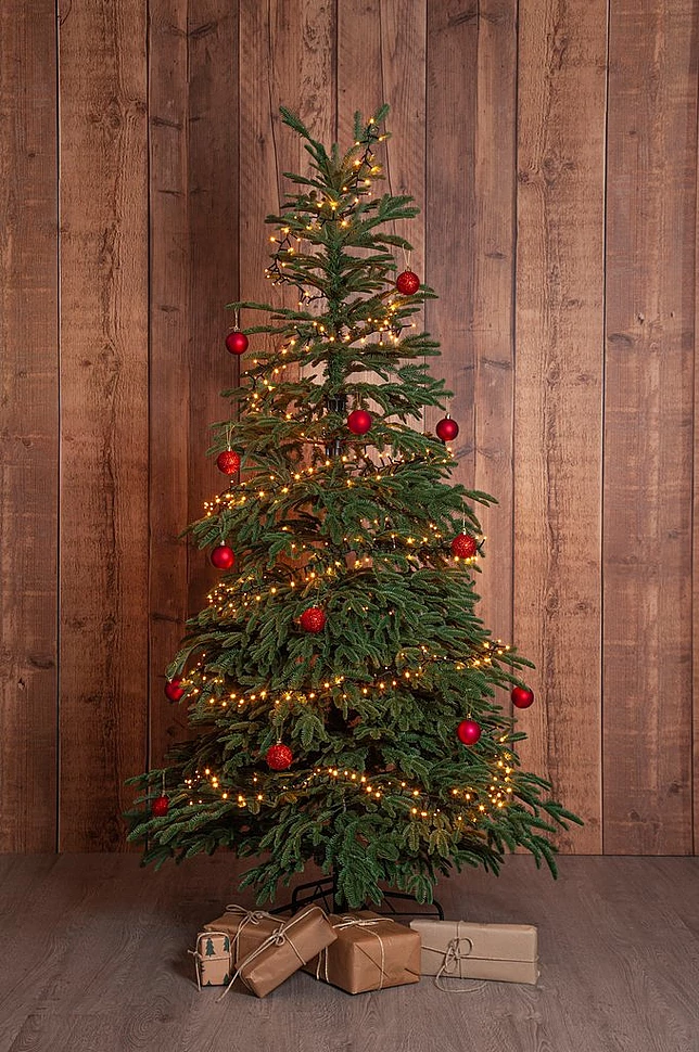 EDANE juletre naturtro utendørs høyde 210 cm