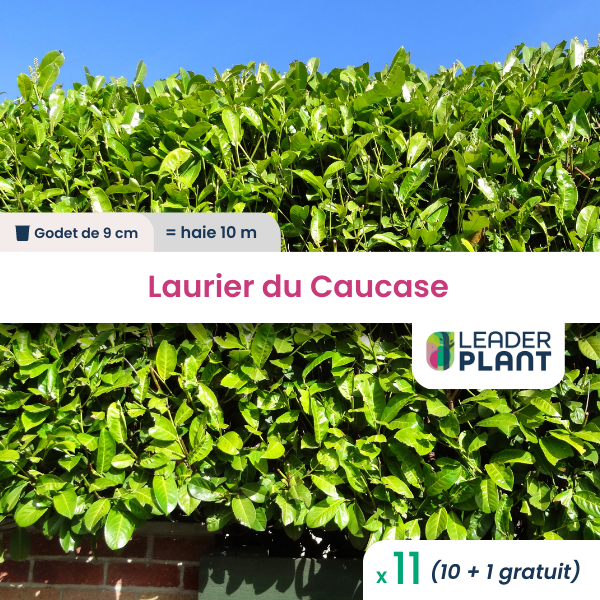 11 x laurier palme, caucase en godet