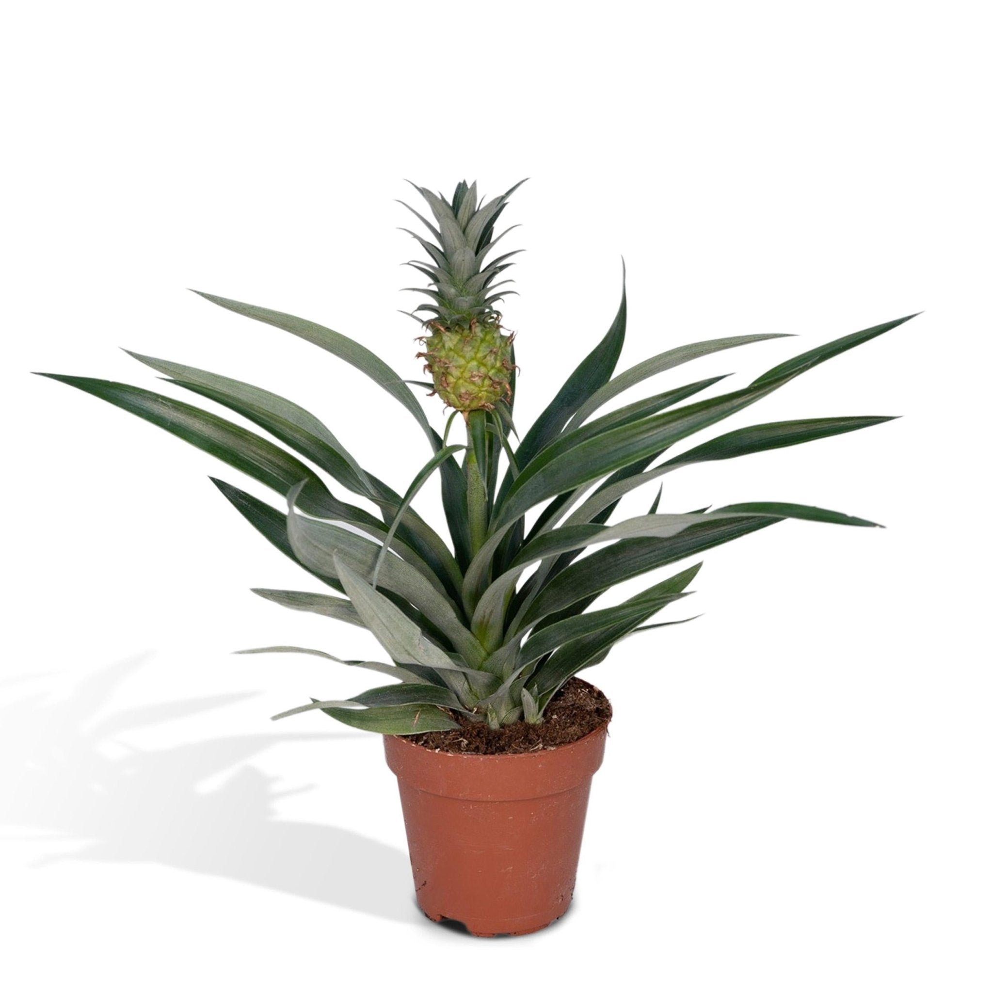 Plante d'intérieur - bromelia ananas 30.0cm
