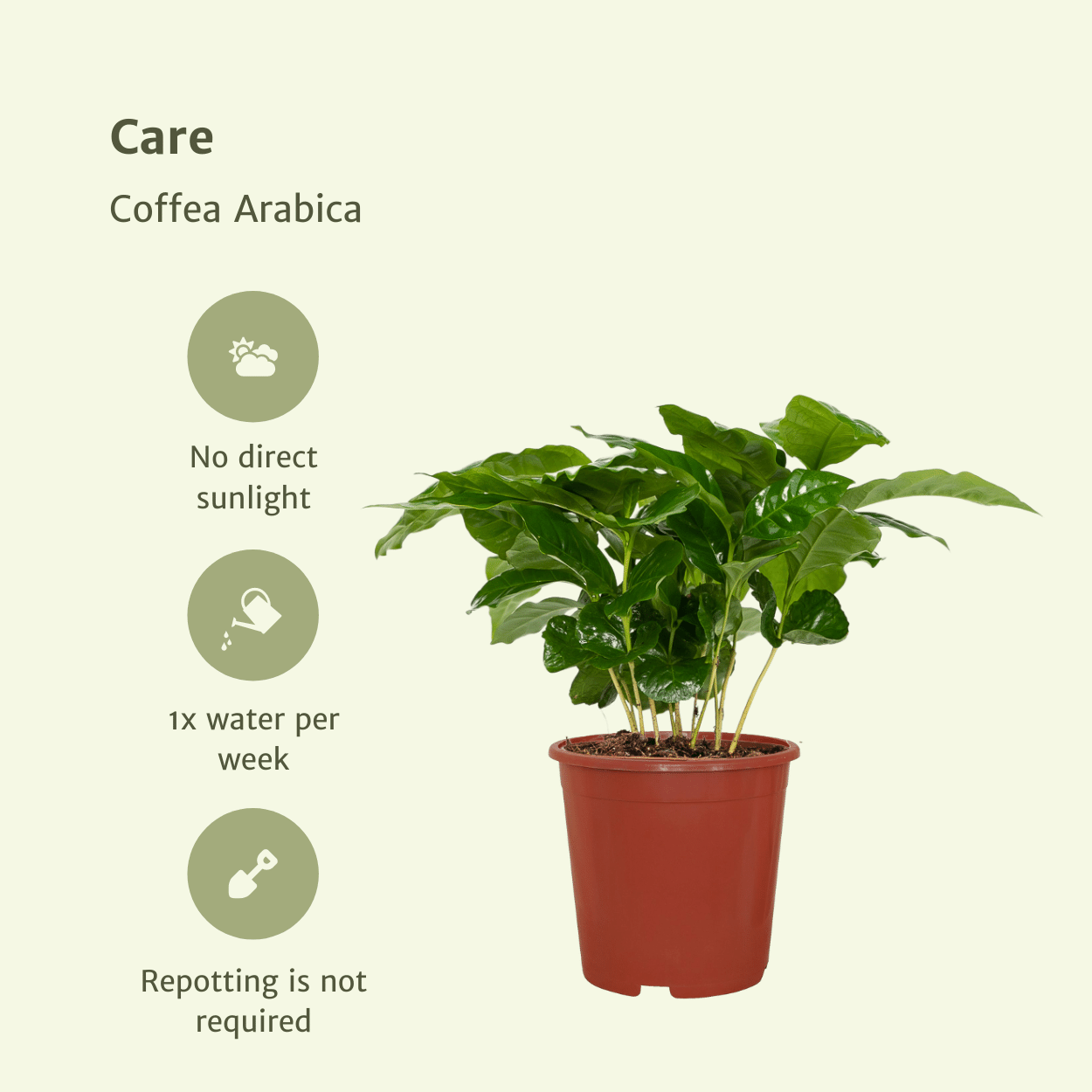 Plante d'intérieur - caféier - lot de 2 25cm