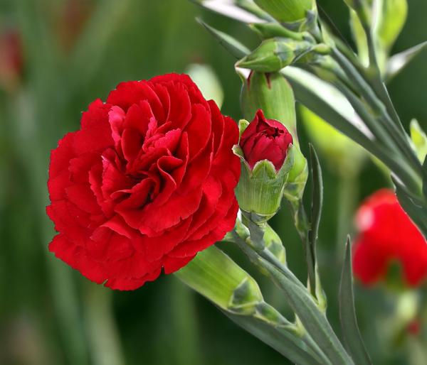 Garten-Nelke 'Devon Cottage', verschiedene