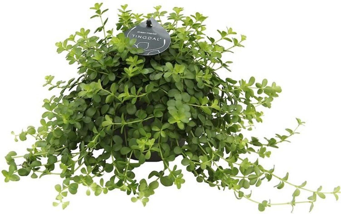 Peperomia (Peperomia 'Deppeana') D 11 H 25 cm