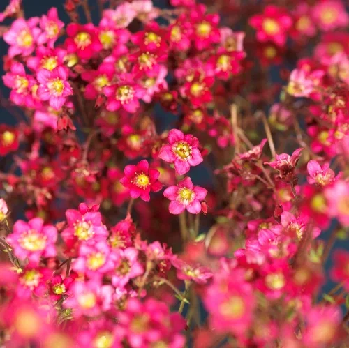 Saxifraga x arendsii Hagesildre miks Ø17 cm